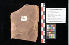 Foto (Objekt + Etikett) von Quercus palaeoilex Ettingshausen (NHMW-GEO-2024-0188-0923)